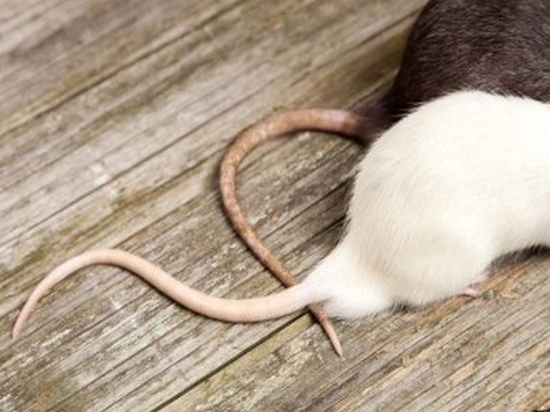 Rat Eradication Mastery: Pest Control Excellence